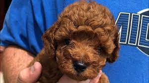 Hi, for sale i have a lovely littler of poodle x lakeland puppies for sale! Toy Poodle Facts Toy Poodle Information Toy Poodles For Sale Red Toy Poodle Breeder Youtube
