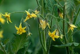 Each flower has male and female parts, the stamens and pistil, so you can plant one tomato seedling and still harvest fruit. Tomato Seed Saving Open Pollinated Tomatoes Harvest To Table