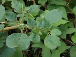 Image result for Trianthema portulacastrum