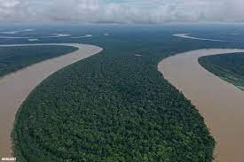 Amazon rainforest, large tropical rainforest occupying the amazon basin in northern south the amazon rainforest stretches from the atlantic ocean in the east to the tree line of the andes in the. Brazil S Forests