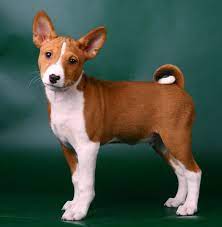 Basenji3 Jpg Basenji Dog Breeds Basenji Puppy Basenji Dogs Dog Breeds