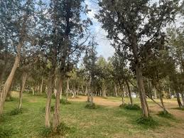 ‫غابة‬‎ ile ilgili görsel sonucu