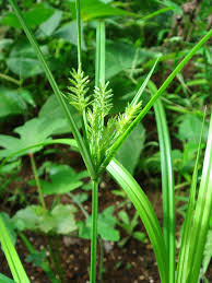Image result for Cyperus maculatus