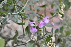Image result for Lathyrus