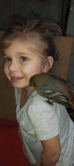 What type of bird is this in North Western Maine?