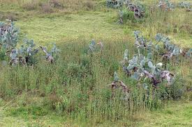 Image result for Vernonia nepetifolia