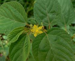 Image result for Corchorus schimperi