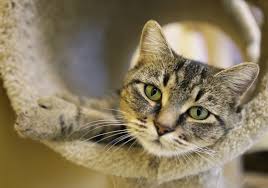 We give homeless animals a second chance through homeward pet's mission is to transform the lives of cats and dogs in need through compassionate medical care, positive behavior training, and. Homeward Pet Adoption Center Linkedin
