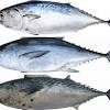 Atau ingin tau resep pepes ikan laut pedas? 3