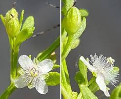 Image result for Scoparia dulcis