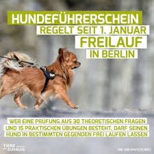 Durch zufall habe ich den hier angebotenen kostenlosen wenn dir die beiträge zum thema „mißhandelte hunde suchen ein zuhause in der kategorie „tiervermittlung gefallen haben, du. Eine Gute Sache Was Meint Ihr Wunscht Tiere Suchen Ein Zuhause Facebook