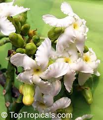 Image result for Tabernaemontana inconspicua