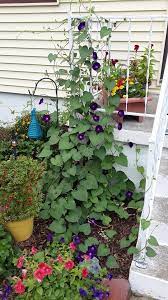 A Volunteer Grandpa Ott Morning Glory I Didn T Plant It And I Don T Know How It Got Here But It Is Lovely Extremely Fast Fast Growing Vines Plants Garden