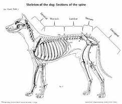 Pin On Vet Stuff