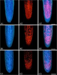Onion root tip mitosis stages labeled. Genotoxic Effects And Proteomic Analysis On Allium Cepa Var Agrogarum L Root Cells Under Pb Stress Springerlink