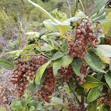 Image result for Searsia tomentosa