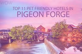 Top 11 Pet Friendly Hotels In Pigeon Forge 2020 Wow Travel