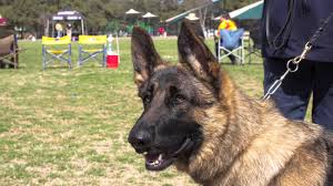 German shepherd puppies for sale in texas select a breed. German Shepherd Dog Club Of Austin