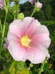Lavatera Plant Info How To Grow Lavatera Rose Mallow Plants