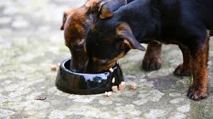 Dog supplements recalled over potential salmonella contamination - Fox Business
