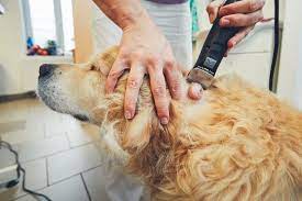 Since thyroid tumors share symptoms with other diseases like airway diseases, metabolic diseases such as diabetes , kidney insufficiency and allergies , it is important to have a full physical exam , full blood work and imaging. Dog Fatty Tumors Lipomas Tailored Pet Services Llc