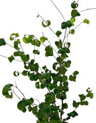 Image result for Ficus conraui