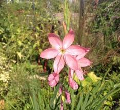 Image result for Hesperantha petitiana
