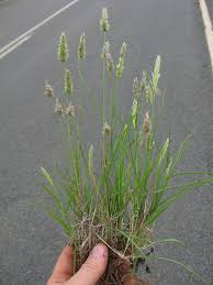 Image result for Enneapogon