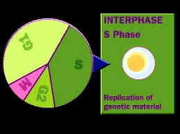 During g1 (gap 1), the cellular. Cell Cycle Interphase S Phase G Phase Youtube