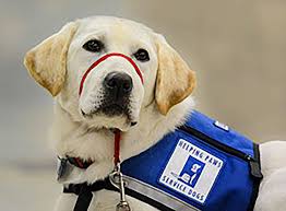 Check spelling or type a new query. Service Dog Laws Helping Paws