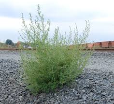 Image result for Eschenbachia subscaposa