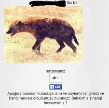 Hangi Hayvansiniz Testi 1209307 Uludag Sozluk Galeri