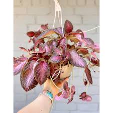 Image result for episcia