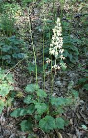 Image result for heuchera americana
