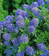 Ceanothus Stammchen Blue Mound Immergrune Straucher Bei Baldur Garten Immergrune Straucher Immergrune Pflanzen Winterharte Pflanzen