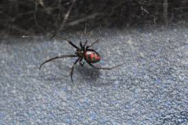 He sees himself and his group as defenders of freedom of speech. Black Widow Spiders National Geographic