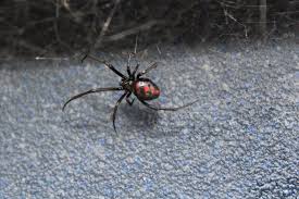 The female is shiny black and has a round abdomen with a red hourglass pattern on its underside. Black Widow Spiders National Geographic