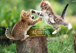 Famous for his public declaration of celibacy in the tatler back in the 1980s, emma thompson has characterised her friend as 90 percent gay, 10 percent other. stephen fry was born. Happy Friendship Day Funny Cat Hd