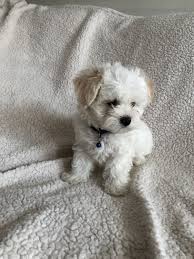 Lancaster puppies advertises puppies for sale in pa, as well as ohio, indiana, new york and other states. Funny Maltipoo Puppies For Sale In Va L2sanpiero