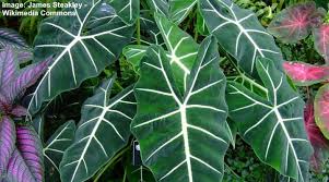 Check spelling or type a new query. Alocasia Frydek Care And Growing Guide