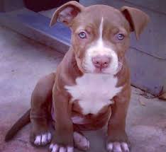 Spark the white and brown brindle pit bull terrier at 8 months old. 14 Important Facts About Red Nose Pitbull Dogs That Every Should Know American Bully Daily