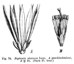 Image result for Neptunia oleracea