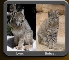 Pictures of lynx and bobcat. Bobcats In Durango Colorado