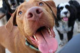 Happytail puppies is a group of dog loving families in the business of adopting out the healthiest and happiest puppies. Happy Tails Resort Home
