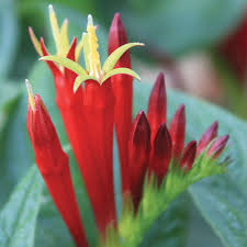 Check spelling or type a new query. 4 Hard To Kill Plants Perfect For Oklahoma May 2018 Tulsapeople Com
