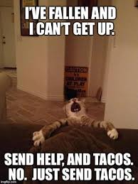 Taco Meme Funny Cats Funny Cat Memes Laugh