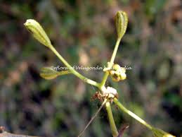 Image result for Pisonia aculeata