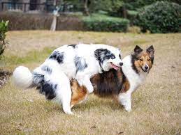 How Old Do Male Dogs Have To Be To Breed Canine Fertility