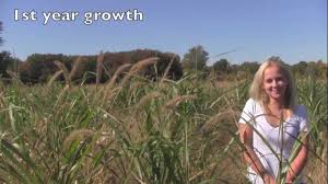 We did not find results for: Maple River Farms Growth Of A Single Miscanthus X Giganteus Rhizome Youtube