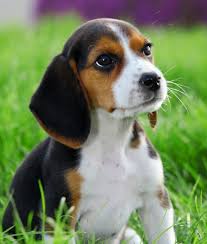 Here is the list of the most popular dogs with long ears. 14 Popular Breeds Of Dogs With Big Ears Beagle Puppy Beagle Funny Popular Breeds